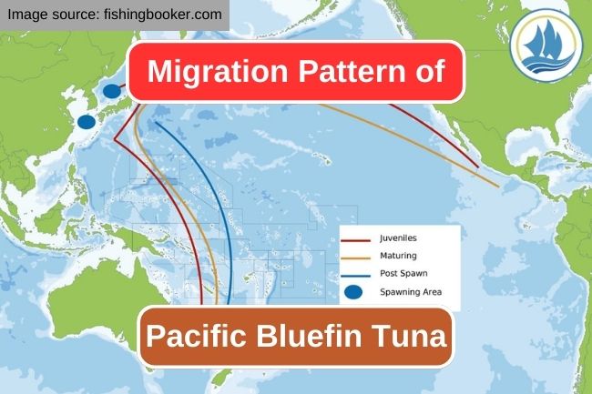 Tracking the Seasonal Migration of Pacific Bluefin Tuna